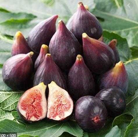 Йирик анжир кучатлари.Крупные  саженцы  инжира.