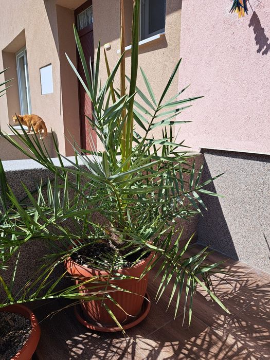 Финикова палма 100 см