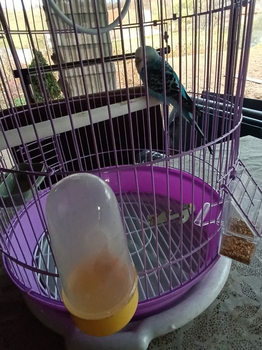 Peruș albastru femelă