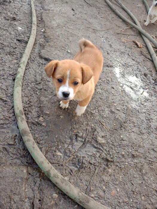 Donez căței pechinezi