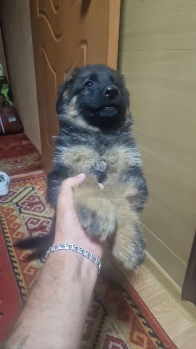 Немецкая овчарка