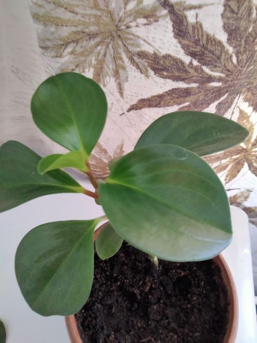 Пеперомия комнатный цветок