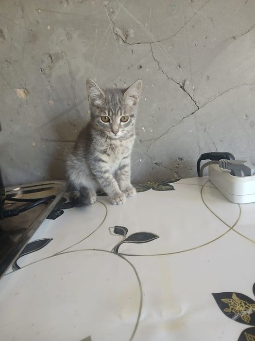 Котика  полу породистая
