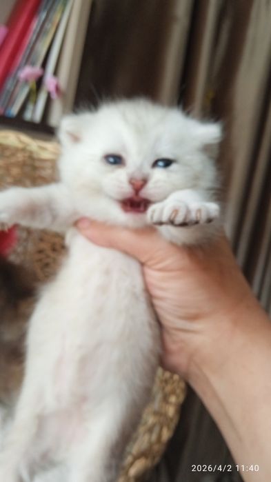 Britanski mushukchalar sotiladi