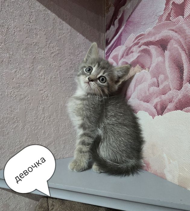 Котята шотландцы.
