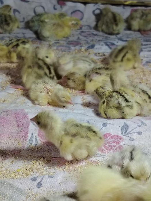 Суточные перепела ФЕНИКС