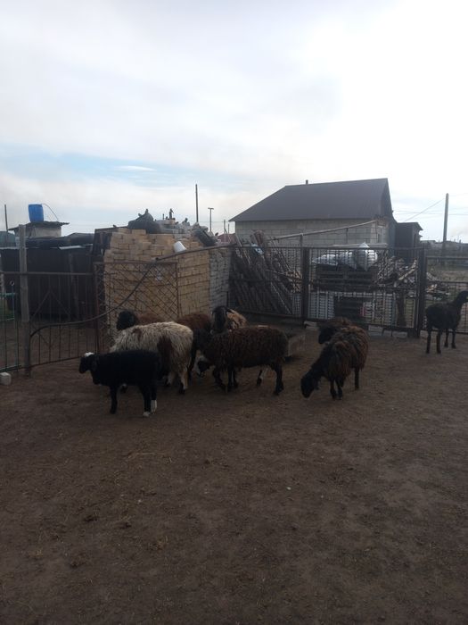 Продам баранов жирных