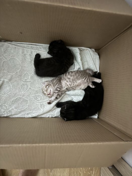 продаются шотландские котята