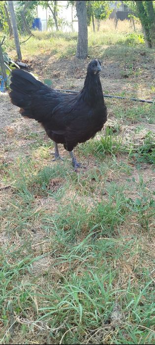 Găini și Cocosi Australorp 2026