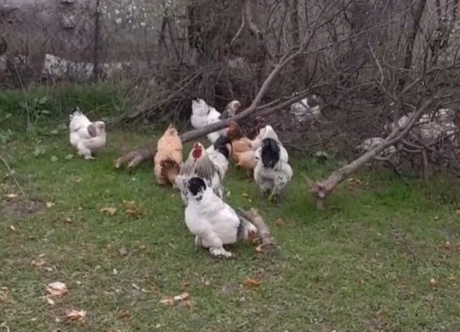 Ishonchli brama tovuq tuxumi