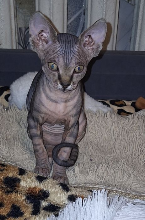 Девочки Канадский Сфинкс