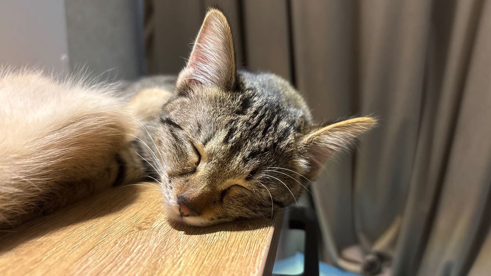 Котенок даром отдам в хорошие руки!