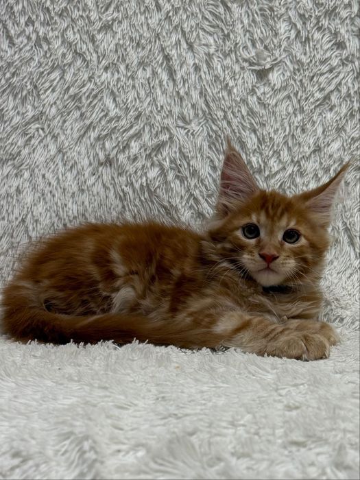 Котята мейнкун. Документы