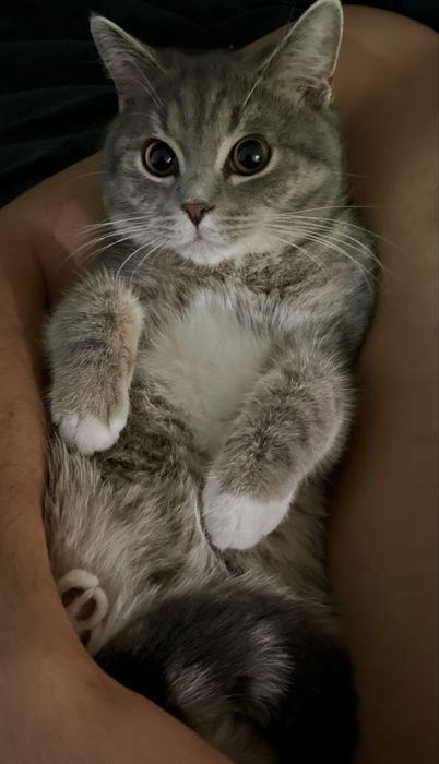 Ищем кошку для вязки