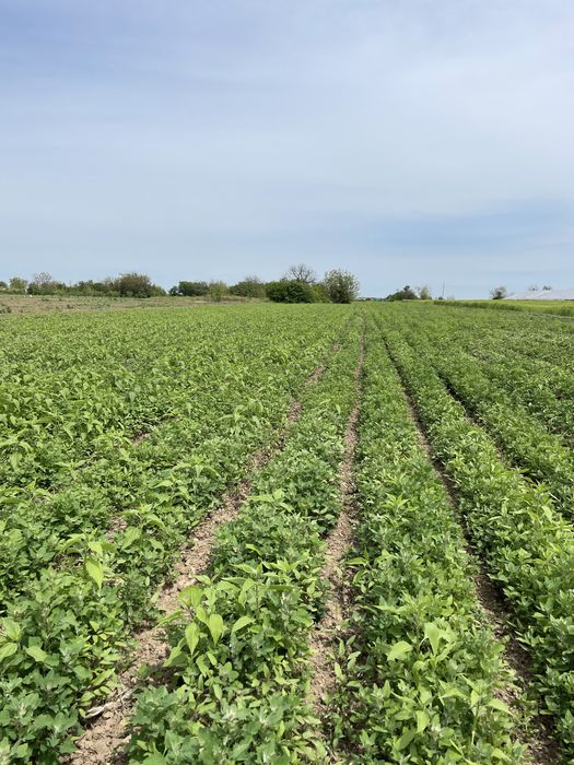 Cedez societate comerciala SRL agricultura sediu social sector 3