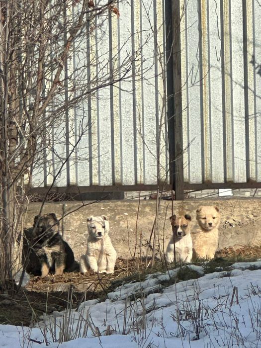 Отдам щенят бесплатно