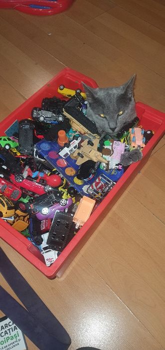 Pisica spre adoptie motanel