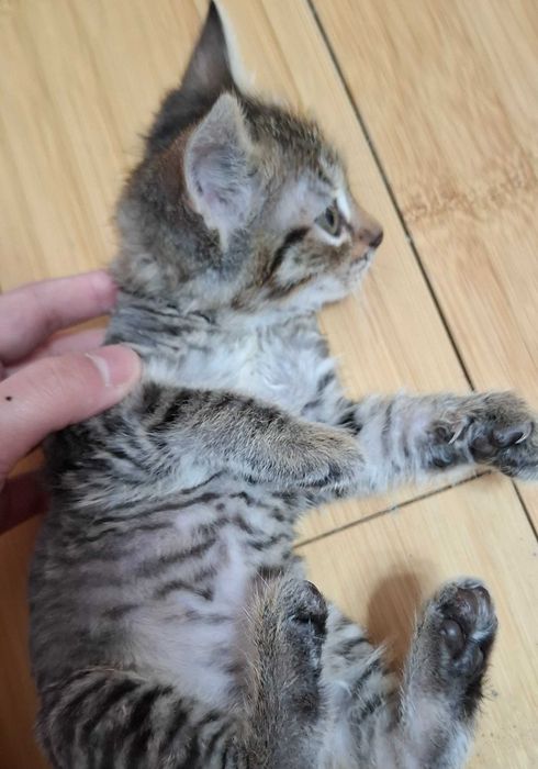 Отдам котенка в хорошие руки