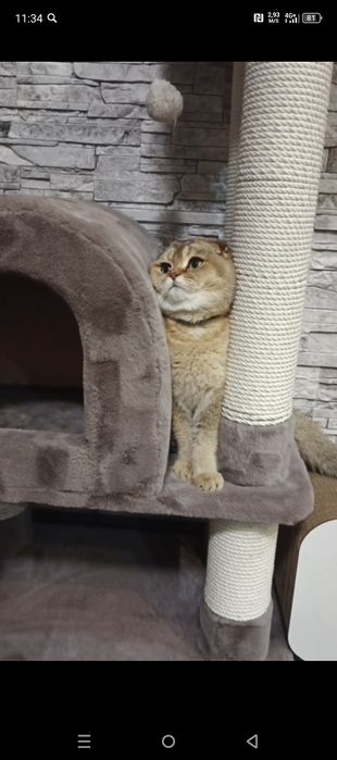 Продаётся 9 месячный катено.Шатнанский  фолд. Акрас залатая шиншилла.