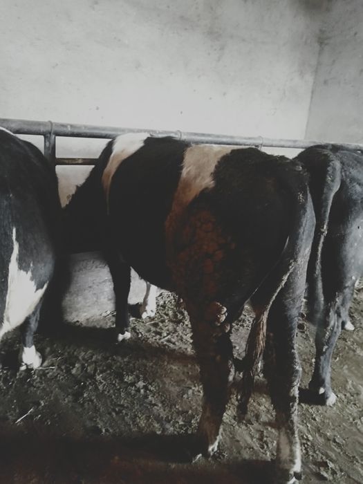 Семіз бұқалар сатылады