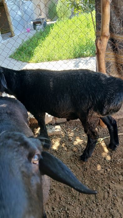 Qo'y sotiladi srochna