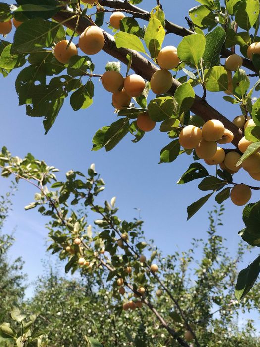 Продава се Земеделски имот в Севлиево -  кв.м за 26 €/дка - Снимка #6