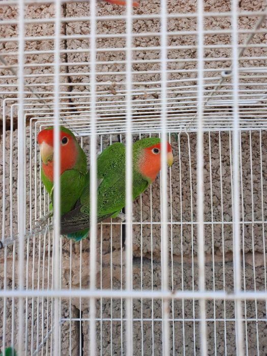 Бизнес килиш учун тайёр ишлаётган Неразлучные попугайлар сотилади.