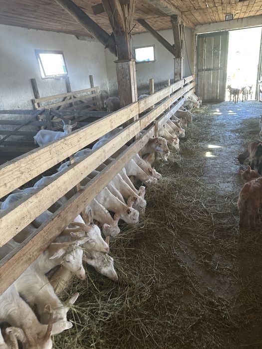 Vind capre de lapte saanen si alpine