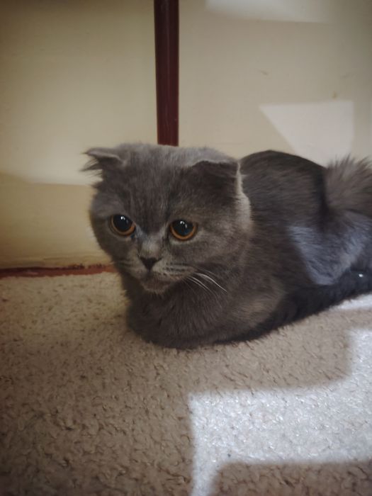 Отдам вислоухую кошечку