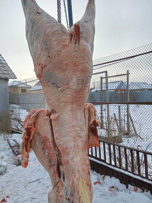 Продам мясо тая.