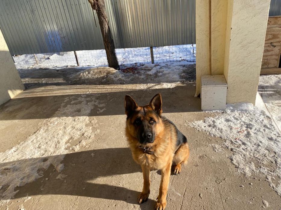 Немецкая овчарка