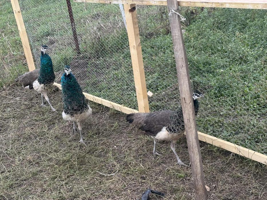 Paun cu vatsta de 1 an schimb