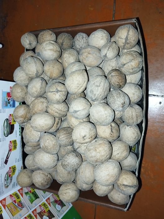 Продам или обменяю орех грецкий