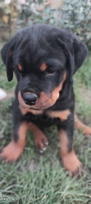 Щенок ротвейлера