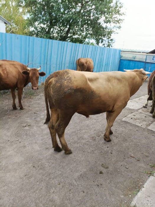 Продам быка 2 года