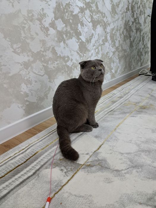 ВЯЗКА! Гигант Британская парода