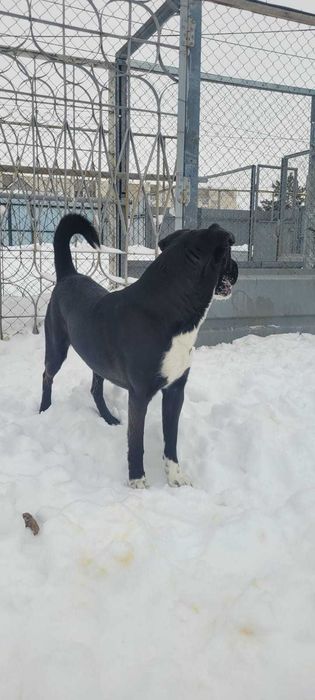 Пристраивается пес   3 года.