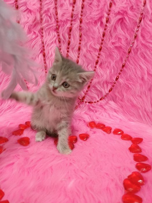 Продам шотландских девочек