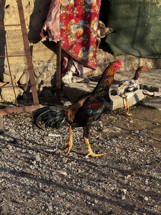 Дакан петух бойцовый қораз