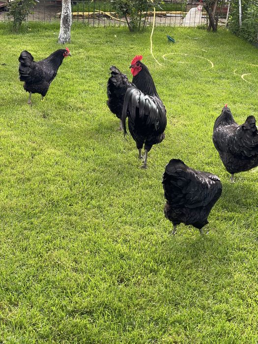Australorp   Negru