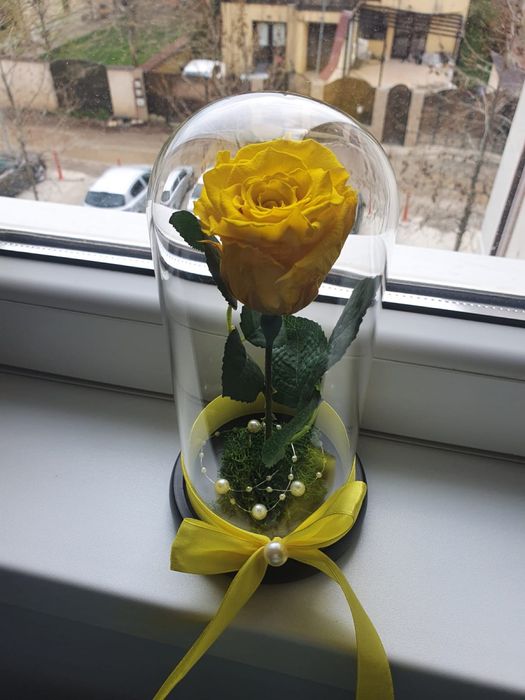 Trandafir galben criogenat conservat in cupola de sticla