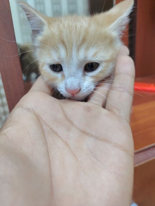 Хорошие котята..