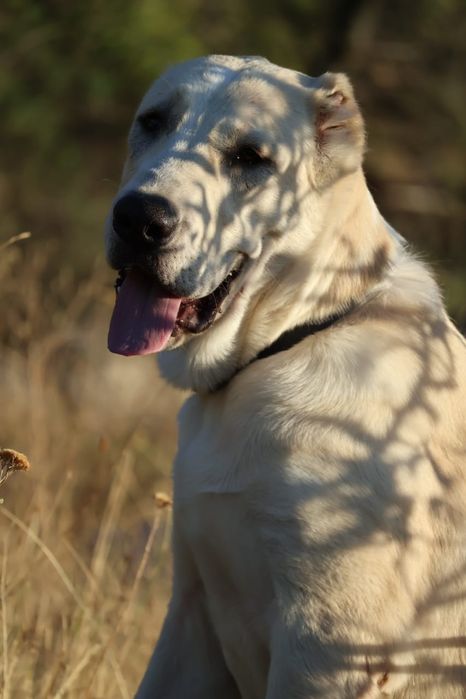 Девочка Алабая подрощенная