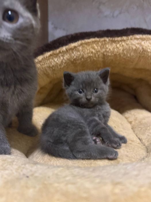 Котенок скотишшш