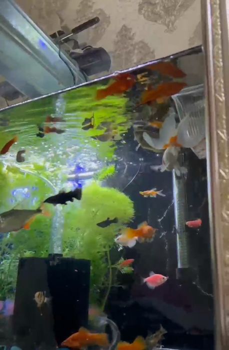 Акварим 250литр комплекте все