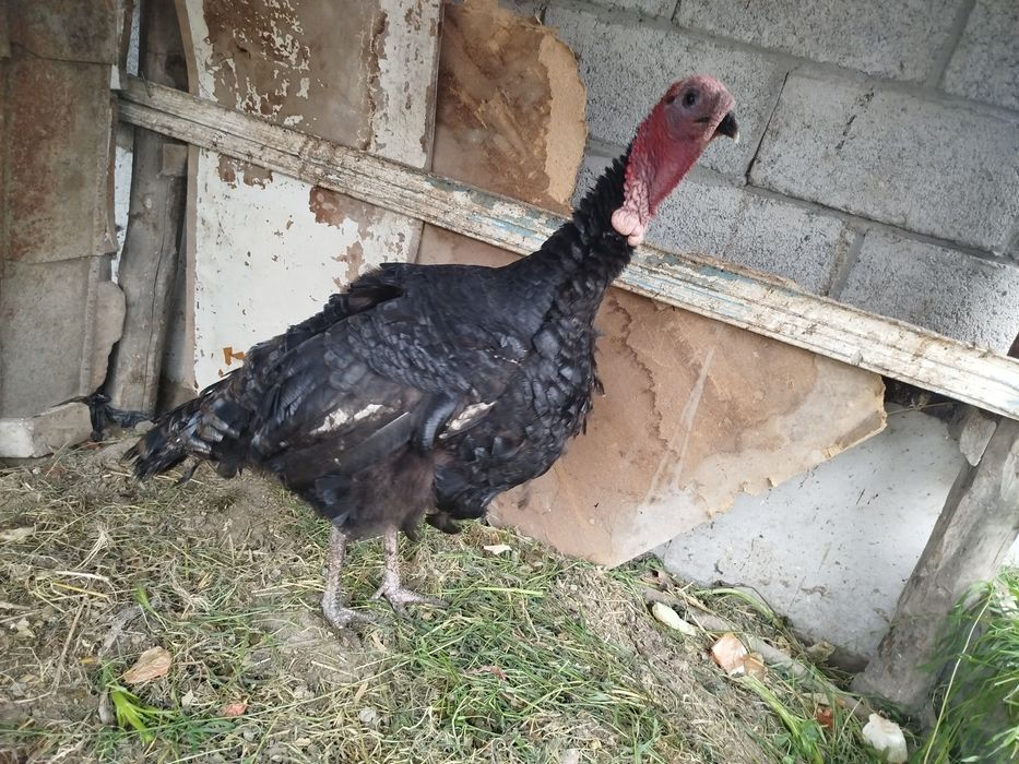 2ta indyuk (xoʻroz va makyon)