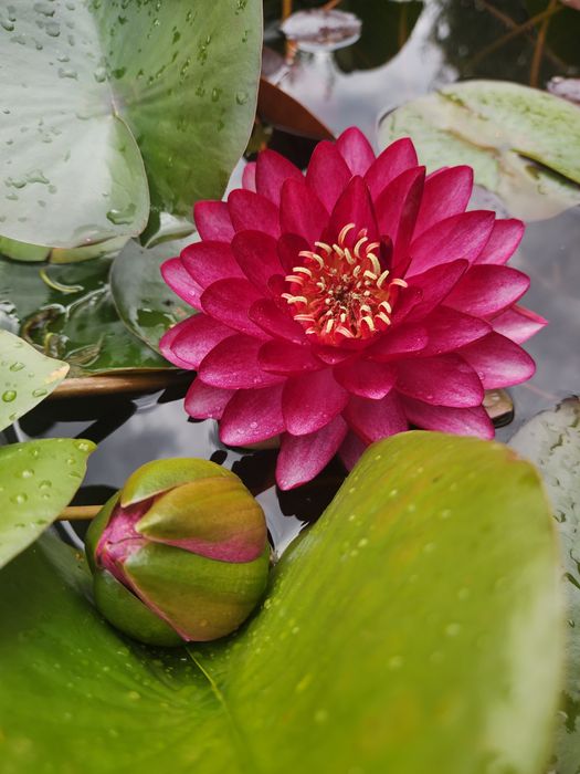 Кувшинка, водная лилия (нимфеи сортовые)