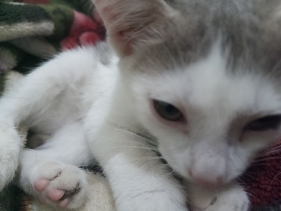 Отдам котят в хорошие руки