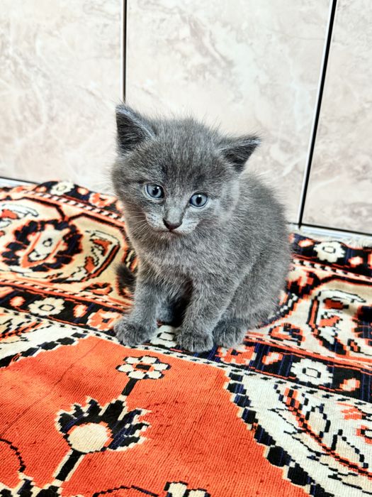 Отдам котят