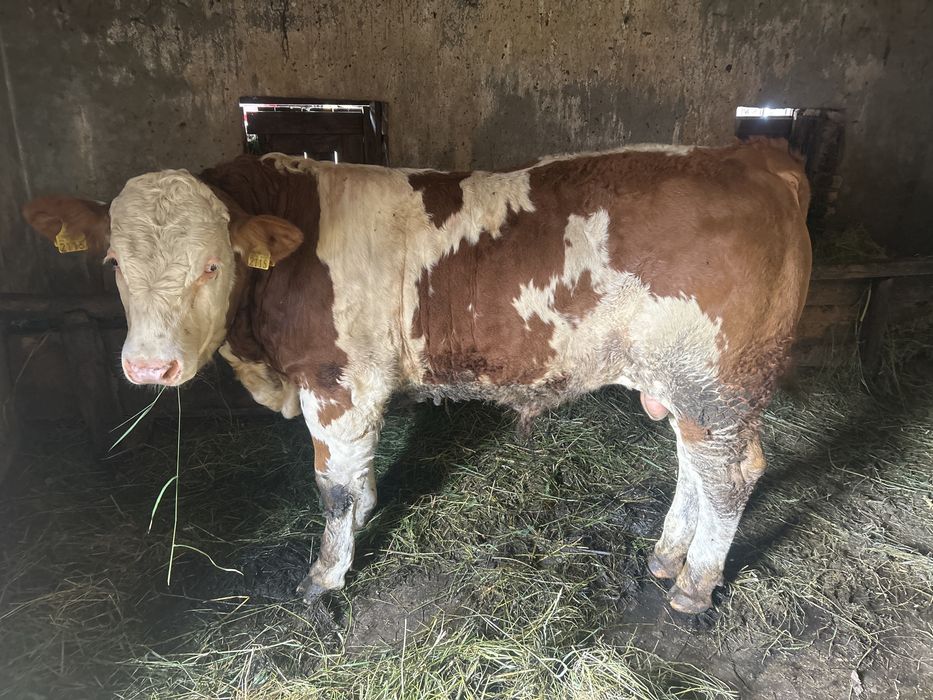 Vitel 300kg balțata romaneasca